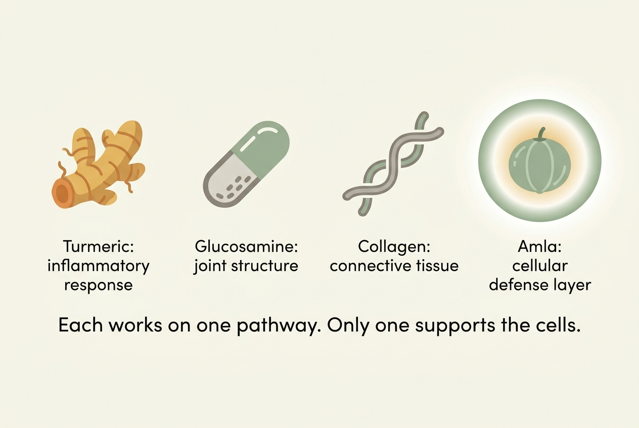 Common joint supplements each address one pathway