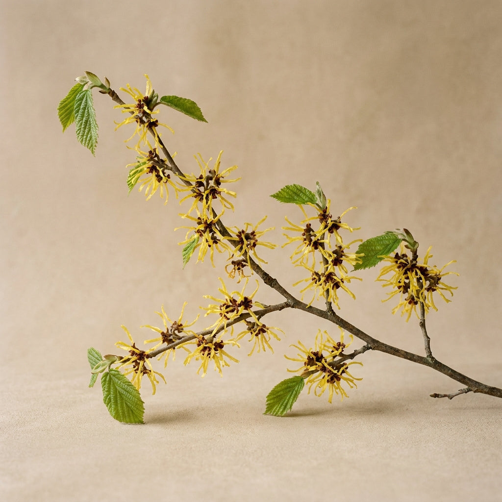 Witch Hazel Distillate